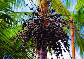 Polpa de Açaí — foto 1
