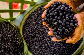 Polpa de Açaí — foto 2