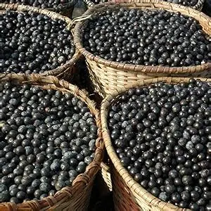 Polpa de Açaí — foto 3